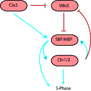 300x299 An Introduction To Molecular Biologycell Cycle