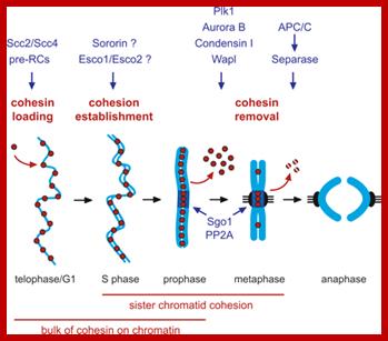 349x307 Cell Cycle Regulation
