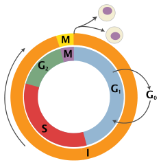 235x240 Cell Division Mitosis And Meiosis Biology Biological