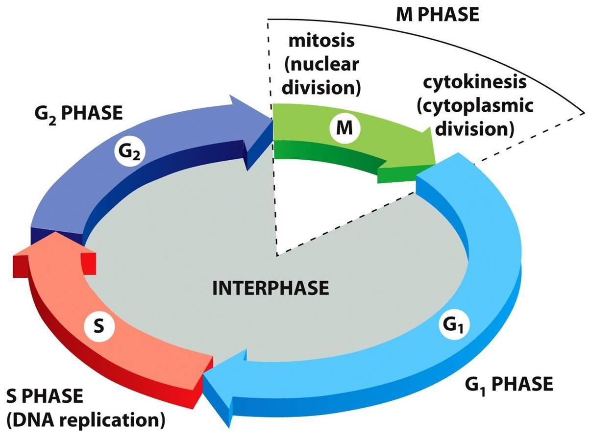 1204x902 Chapter Cell Division Spm Biology Form