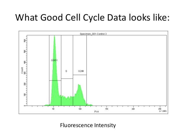 638x479 Dna Cell Cycle