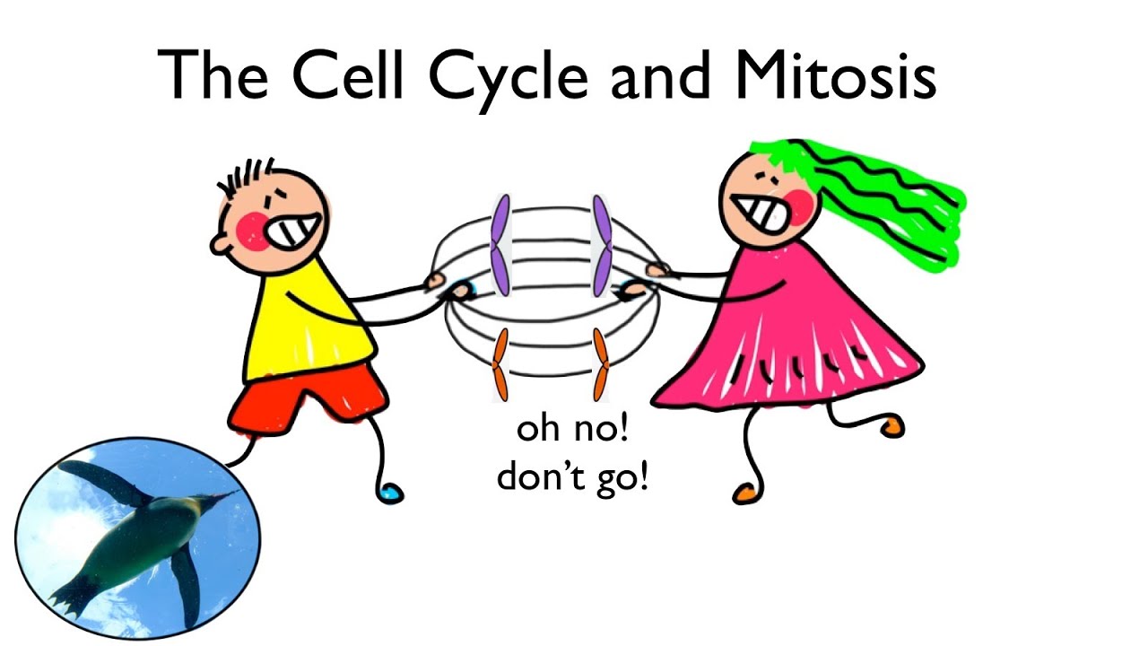 1280x720 Cell Cycle And Mitosis