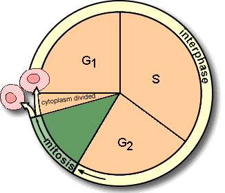 326x280 Cell Reproduction Mitosis And Cancer