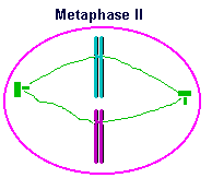 194x163 collection of free mitosis drawing cell download on ui ex