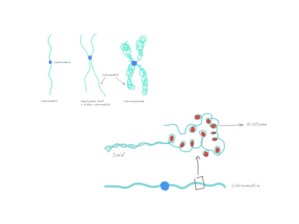 960x720 ap biology the cell cycle part important concepts from previous