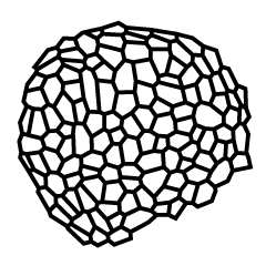 240x240 Projects Plant Morphodynamics