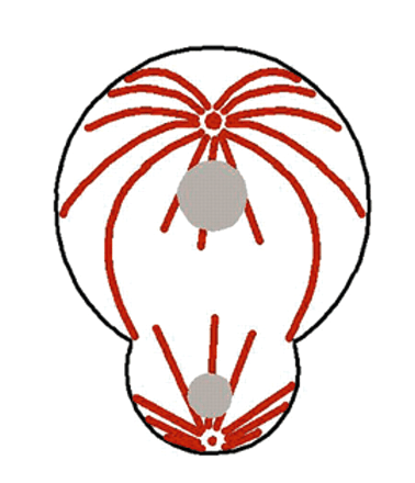 378x440 Asymmetric Cell Division Journal Of Cell Science