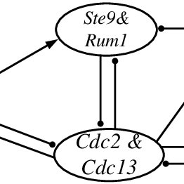 262x262 The Wiring Diagram Of Eukariotic Cell Division