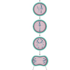 300x300 Cell Division, Sem Photograph