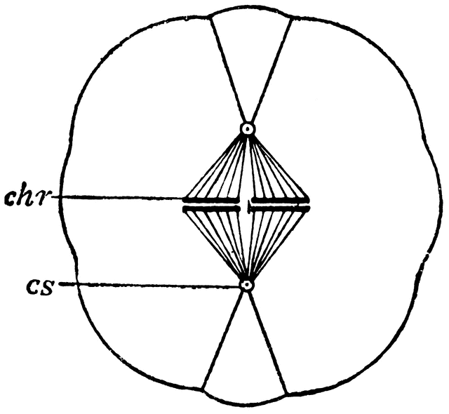 640x590 Cell Division Clipart Etc