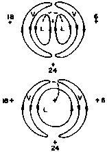 156x221 Convection Drawing Cell Transparent Png Clipart Free Download