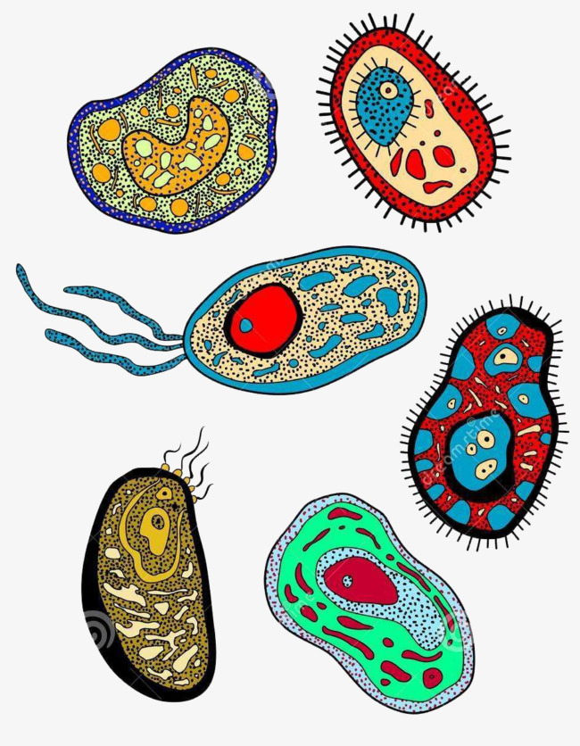 650x836 Cute Color Biomedical Cell Hand Drawing, Cute Clipart, Color