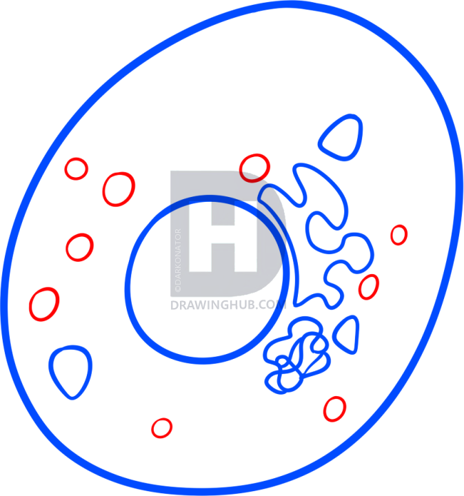 673x720 How To Draw A Cell, Step