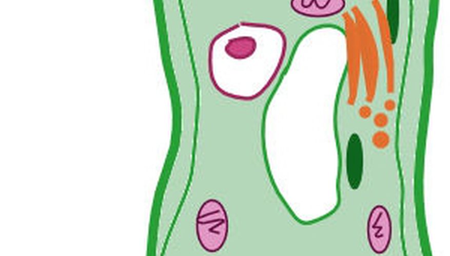 877x500 How To Make A Plant Cell Diagram Sciencing