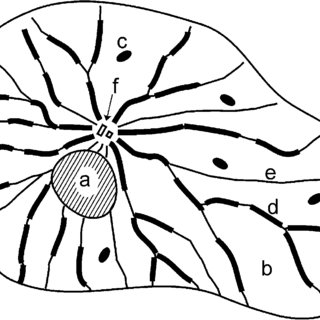 320x320 Schematical Drawing Of A Fibroblast In Cell Culture Showing