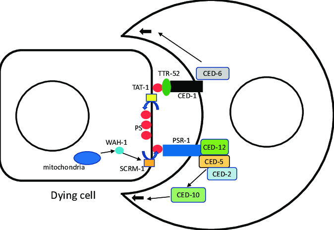 674x464 A Schematic Drawing Of The Interaction Between An Apoptotic Dying