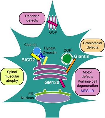 357x400 Frontiers In Cell And Developmental Biology Membrane Traffic