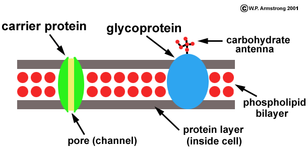 611x304 molecule illustrations