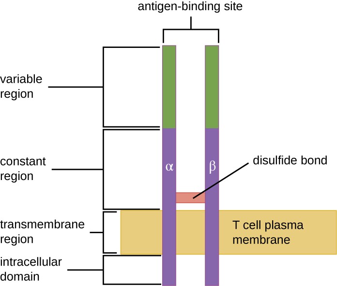 696x591 T Lymphocytes And Cellular Immunity Microbiology