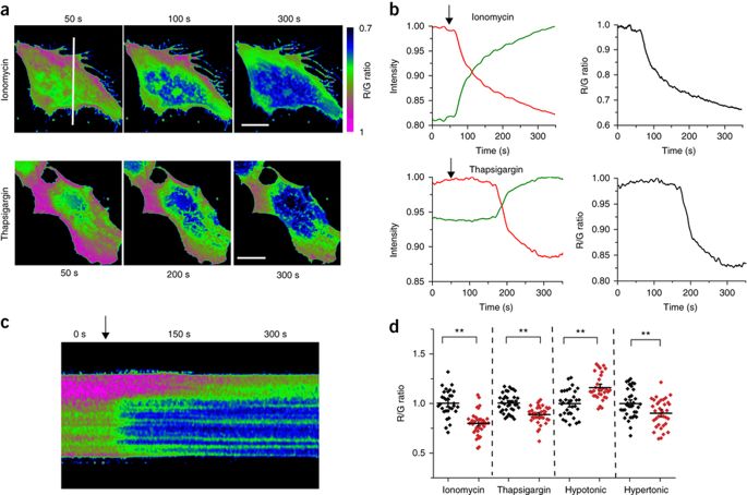 685x454 A Fret Sensor Enables Quantitative Measurements Of Membrane