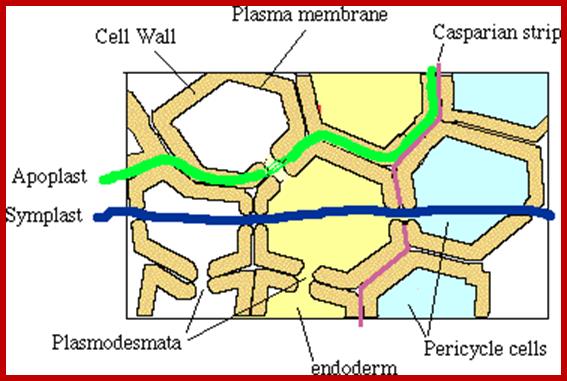 567x381 Absorption Of Minerals