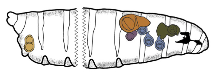 703x240 Dissection And Immunostaining Of Imaginal Discs From Drosophila