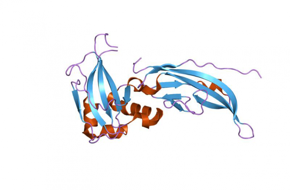 940x616 Enzymes That Clean House Uclouvain