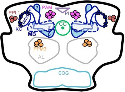 400x295 Frontiers A Fly's Eye View Of Natural And Drug Reward Physiology