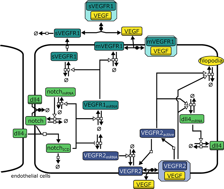893x755 Frontiers Computational Modeling To Quantify The Contributions