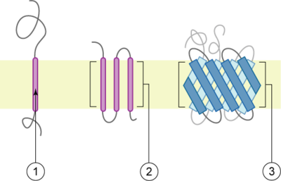 400x257 principles of biochemistrycell membrane and receptors