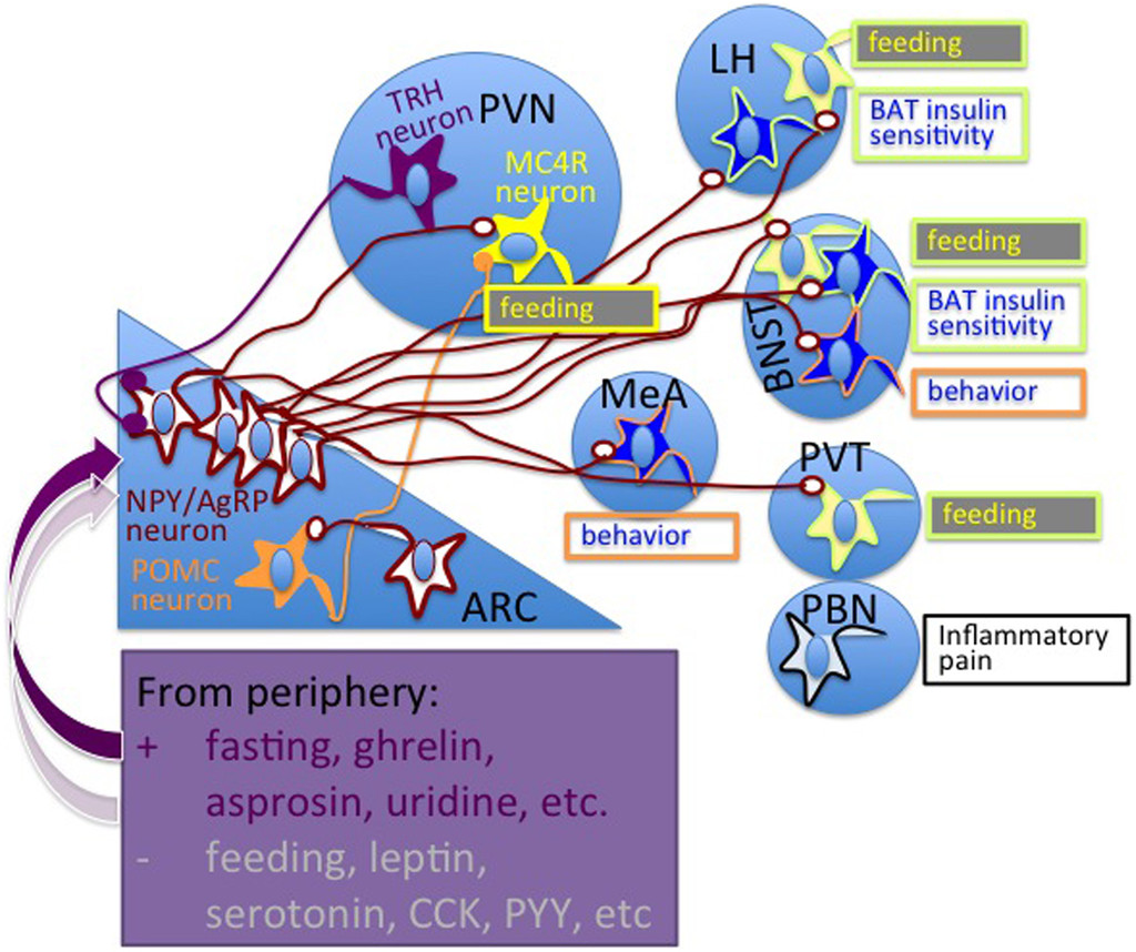 1024x858 The Melanocortin Pathway And Control Of Appetite Progress