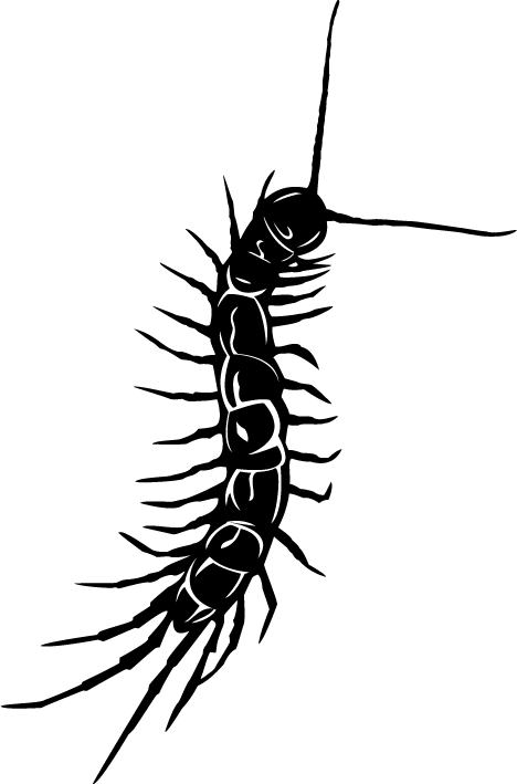 Centipede Drawing