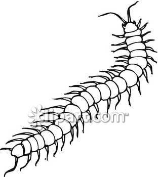 312x350 Centipede Clipart