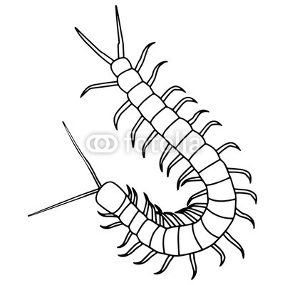 400x400 Centipede Cartoon Illustration Isolated On White Background