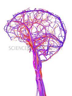 Central Nervous System Drawing