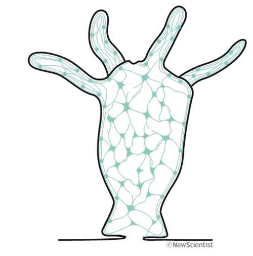 500x506 Entire Nervous System Of An Animal Recorded For The First Time