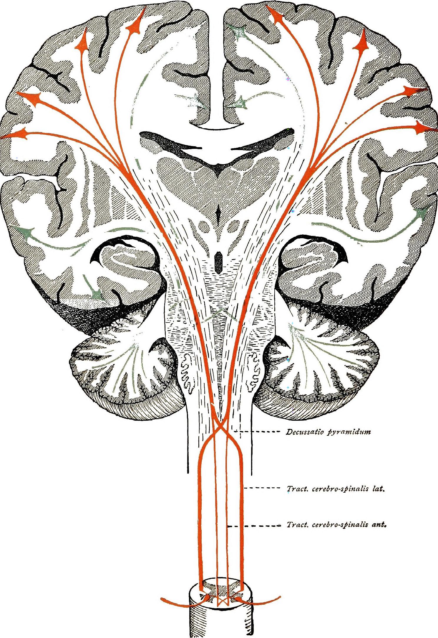 1488x2164 Filebrain And Spinal Cord A Manual For The Study