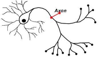 350x200 How Your Axon Works