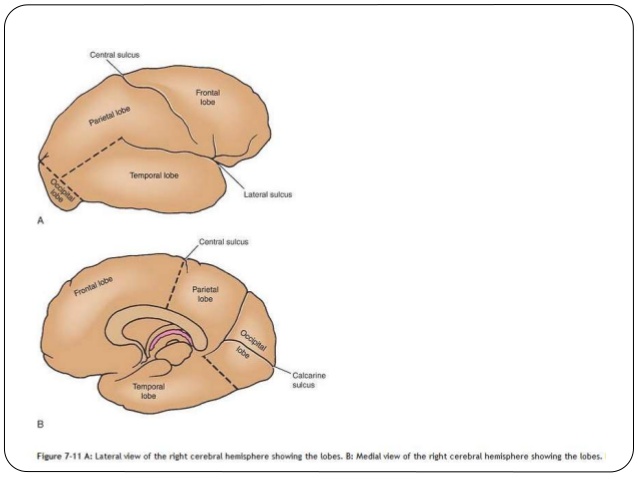 638x479 Nervous System