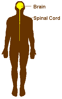 208x329 Neuroscience For Kids