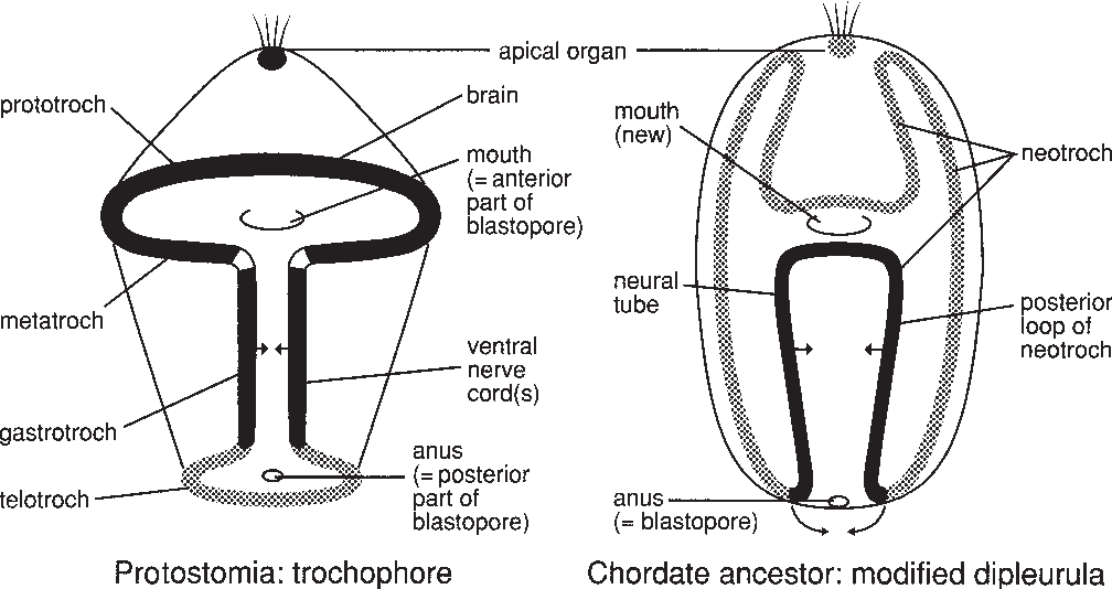 1008x534 Origin Of The Chordate Central Nervous System And The Origin