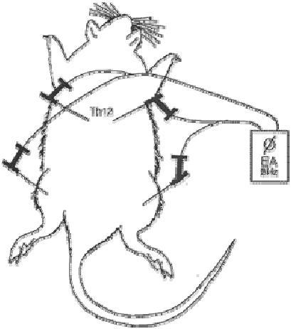 409x463 Schematic Drawing Of The Dorsal Side Of A Rat And The Placement