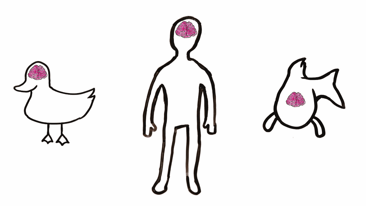 1200x675 Second Brain Controls Your Thoughts And Emotions