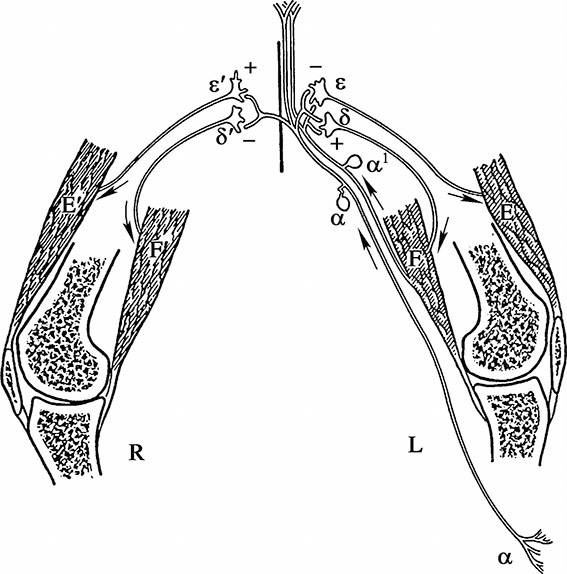 567x574 the nobel prizes in the field of neuroscience the nobel prize