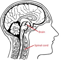 200x194 Cbse Ncert Notes Class Biology Control And Coordination