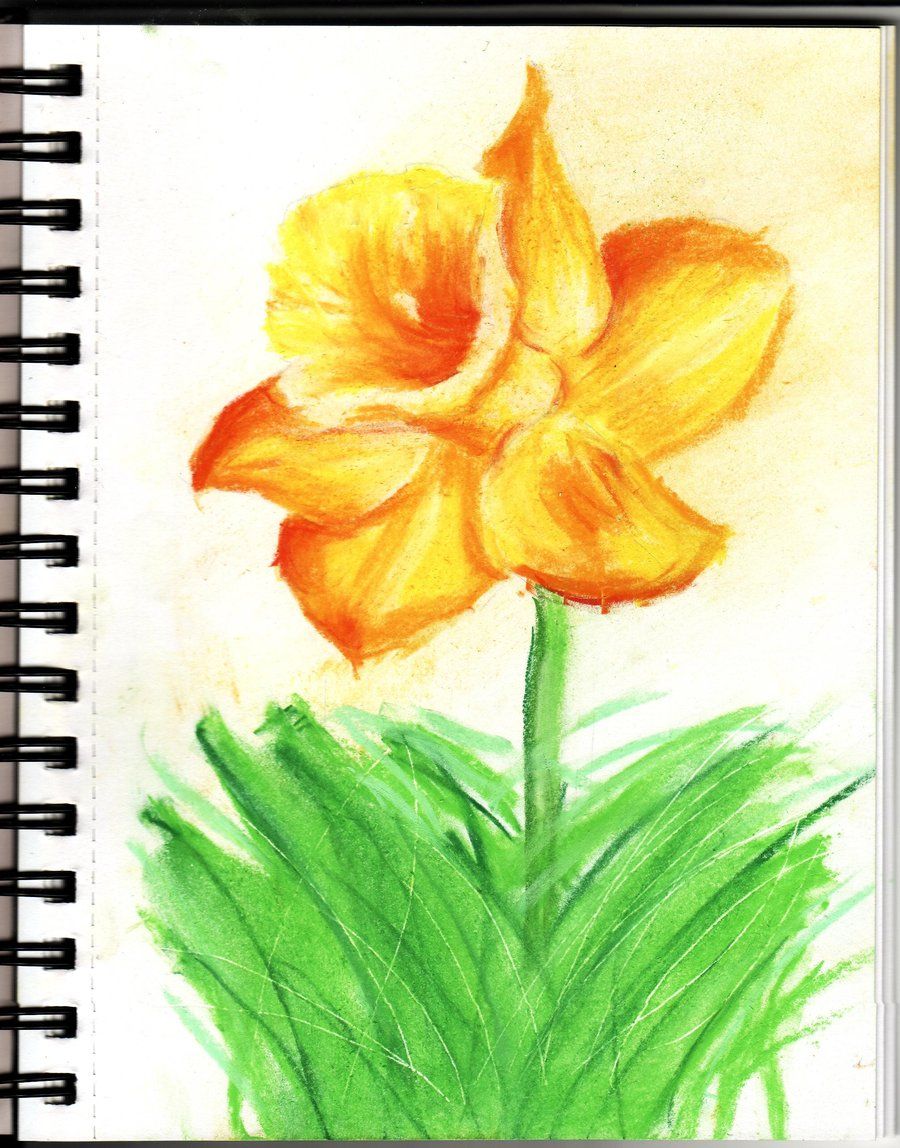 900x1148 chalk pastels daffodil