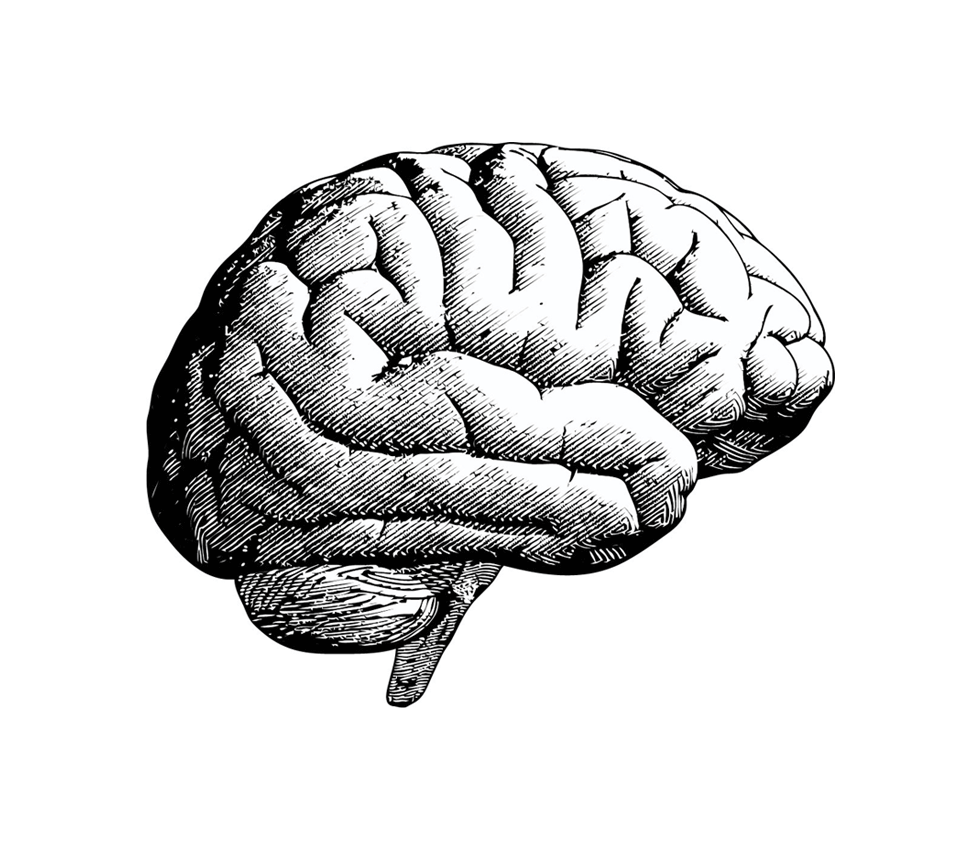 980x850 brain based learning fact or fiction