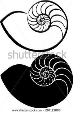 Chambered Nautilus Drawing