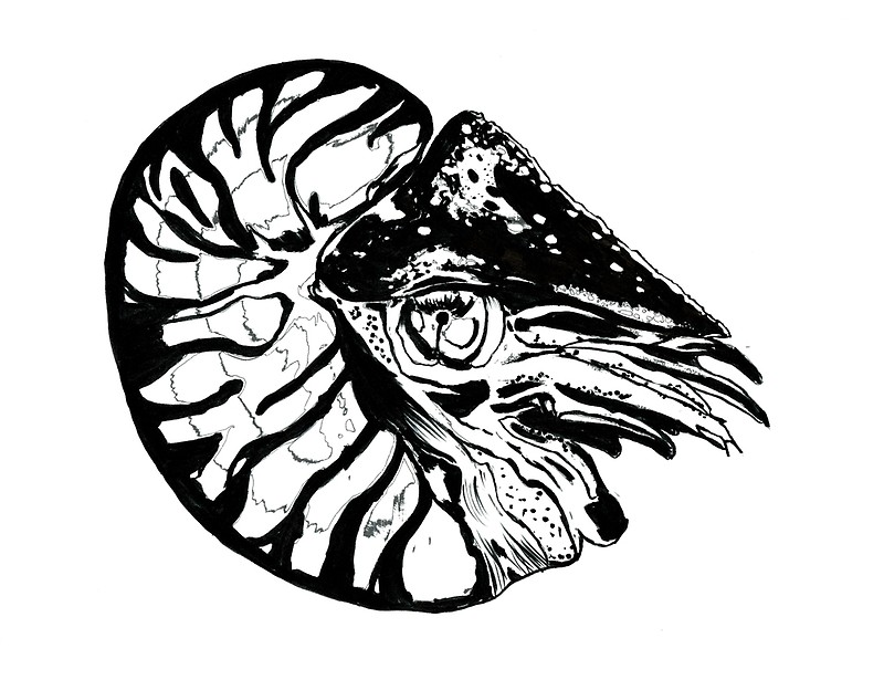 800x615 ink nautilus