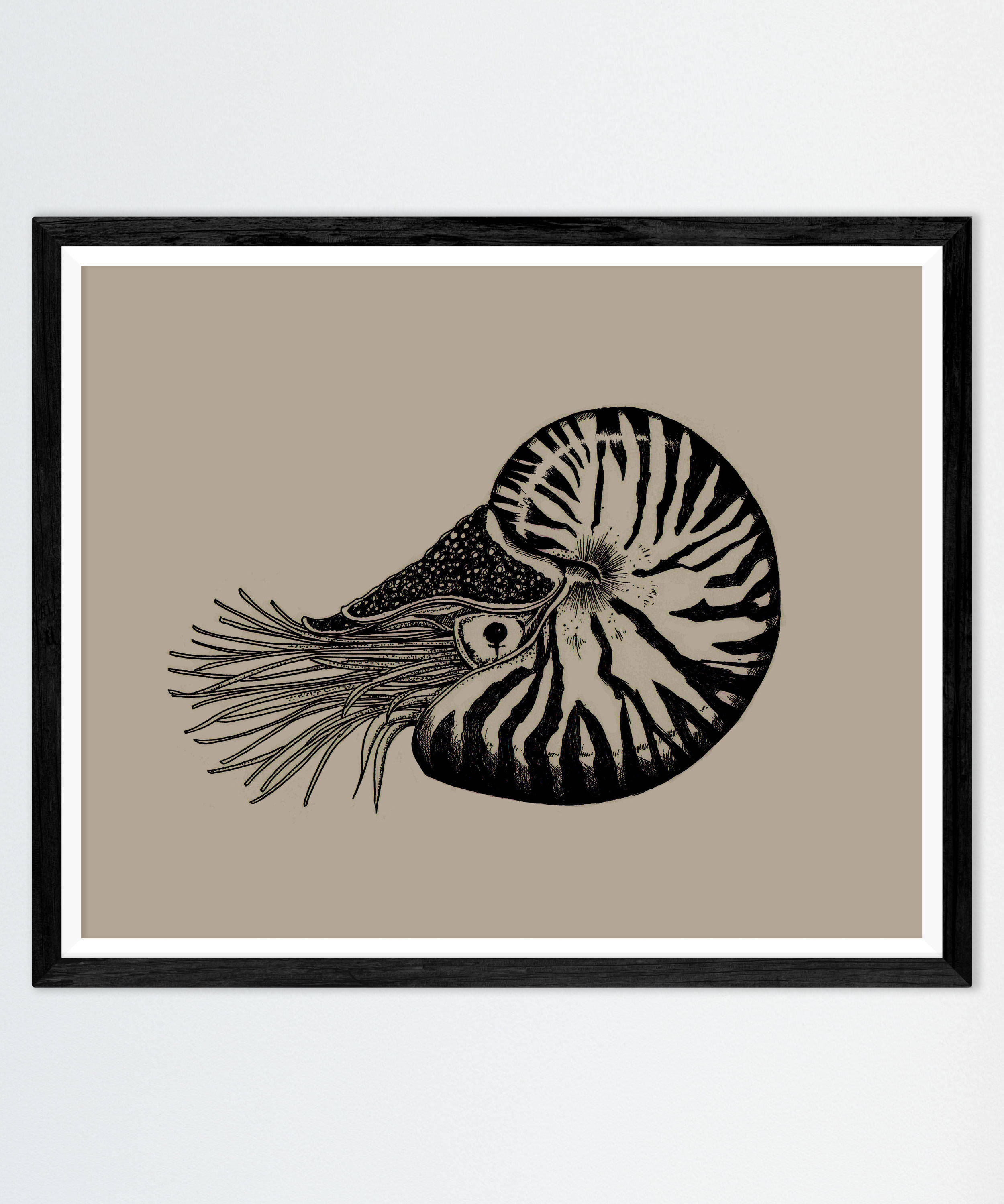 2500x3000 nautilus drawing print ocean picture marine art victorian etsy